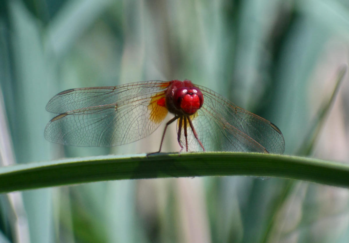 libellula da identificare